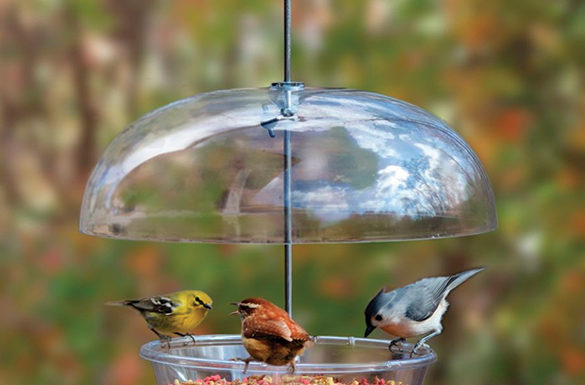Attract More Birds to Your Backyard