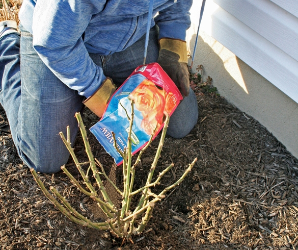 Person planting a rose bush. re?id=4403