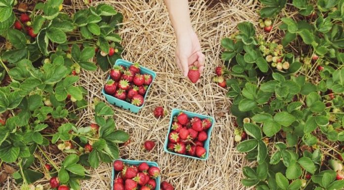 Digging For The Roots Of Our Food