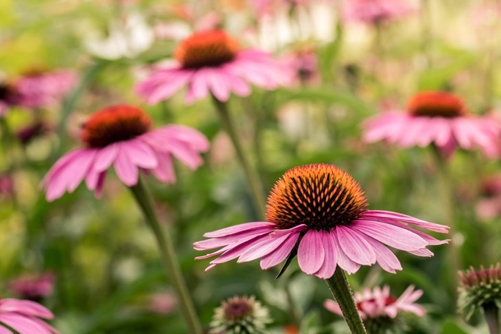 Small group of echinacea flowers. Echinacea purpurea. Blurred background. Big purple and orange blossoms.