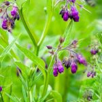 comfrey_1.jpg