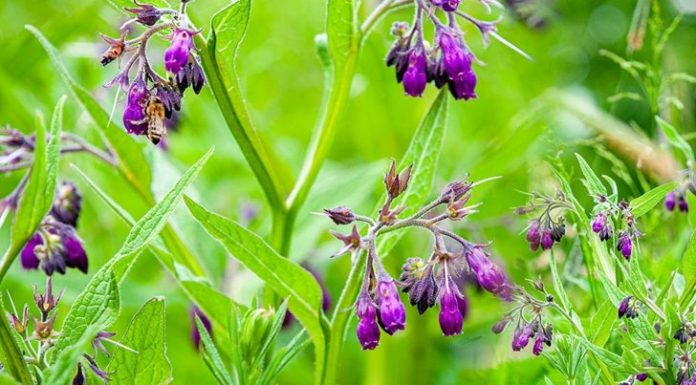 What is Comfrey? 10 Things to Know About This Powerful Plant