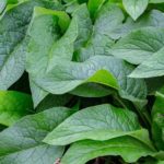 comfrey_2.jpg