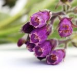 comfrey_3.jpg