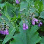 comfrey_9.jpg