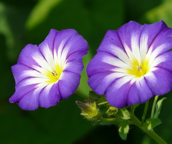 Gardening With Charlie - Charming Annual Vines 2869 NGA00038