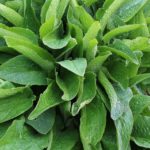comfrey_10.jpg