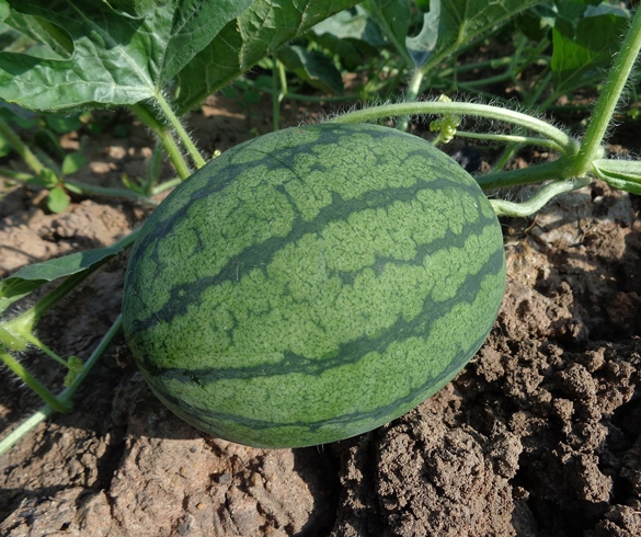 watermelon re?id=5072