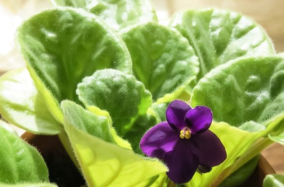 Easy Classroom Houseplants