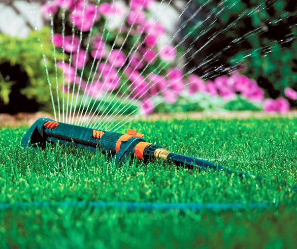 Sprinkler attached to hose watering green grass. re?id=4491
