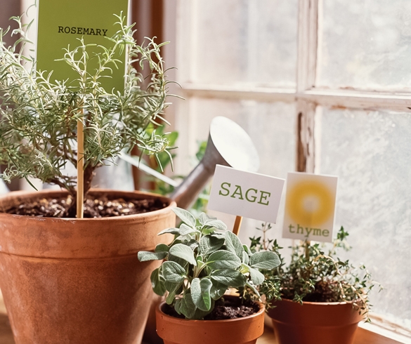 Herbs growing in planting pots. re?id=3700