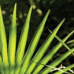 saw-palmetto_797488198.jpg