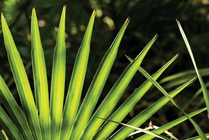 saw-palmetto_797488198.jpg