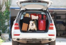 Tips for Traveling With Your Dog