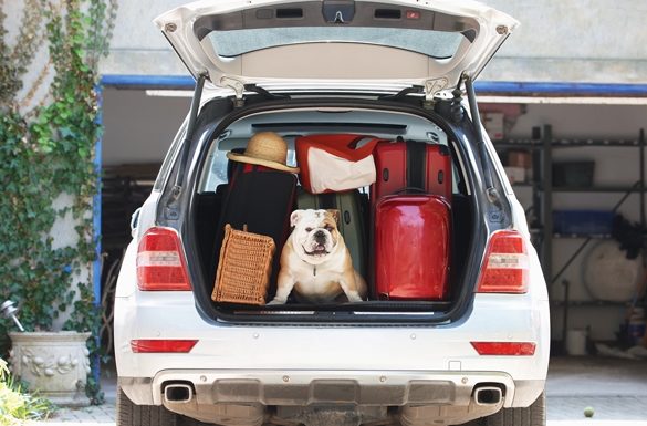 Tips for Traveling With Your Dog